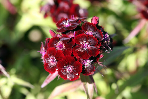 Dianthus barbatus 'Nigrescens' - Bart-Nelke 'Nigrescens'