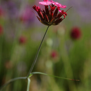 Dianthus carthusianorum - Karthäuser-Nelke