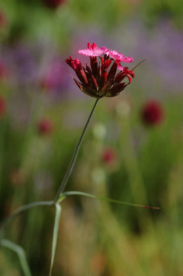 Dianthus carthusianorum - Karthäuser-Nelke