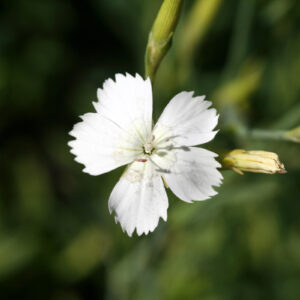 Dianthus deltoides 'Albus' - Heidenelke 'Albus'