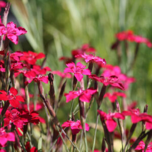 Dianthus deltoides 'Leuchtfunk' - Heidenelke 'Leuchtfunk'