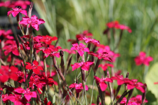 Dianthus deltoides 'Leuchtfunk' - Heidenelke 'Leuchtfunk'