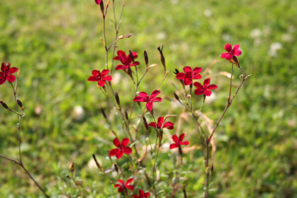 Dianthus deltoides 'Leuchtfunk' - Heidenelke 'Leuchtfunk' – Bild 2