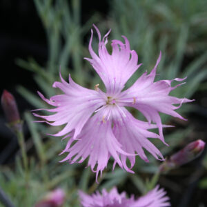 Dianthus gratianopolitanus 'Rosafeder' - Pfingst-Nelke 'Rosafeder'