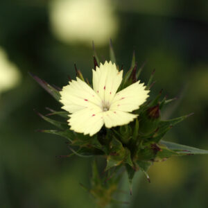 Dianthus knappii - Schwefel-Nelke/Gelbblühende Balkan-Nelke