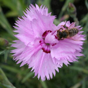 Dianthus plumarius fl. pl. 'Roseus' - Federnelke 'Roseus'