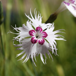 Dianthus spiculifolius - Fransen-Nelke