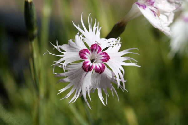 Dianthus spiculifolius - Fransen-Nelke