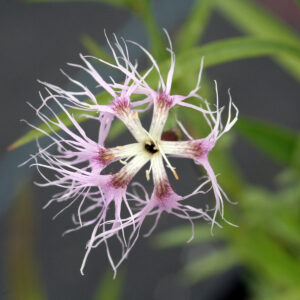 Dianthus superbus - Pracht-Nelke/Berg-Schleiernelke