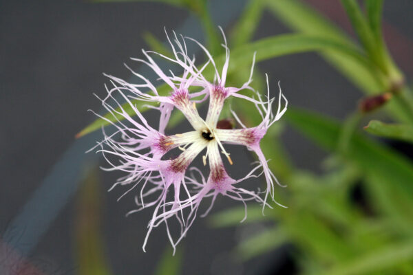 Dianthus superbus - Pracht-Nelke/Berg-Schleiernelke