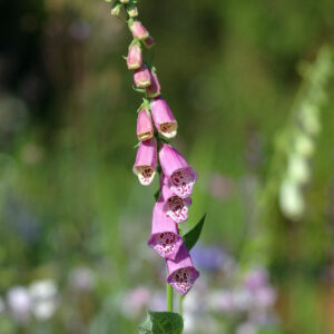 Digitalis purpurea - Purpur-Fingerhut