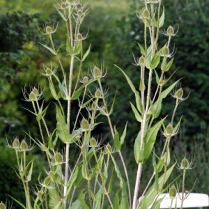 Dipsacus sylvestris - Wilde Karde