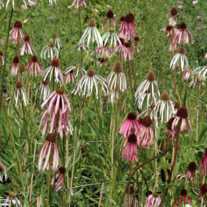 Echinacea pallida - Blassblütiger Sonnenhut