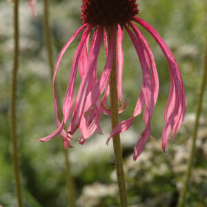 Echinacea pallida - Blassblütiger Sonnenhut