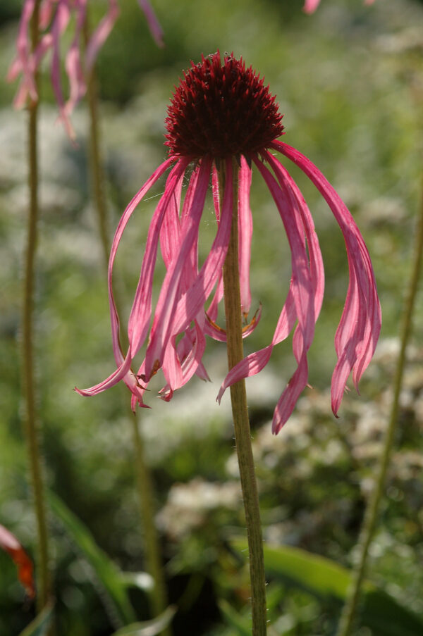 Echinacea pallida - Blassblütiger Sonnenhut