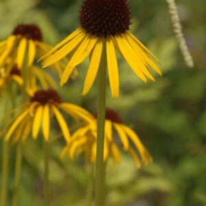 Echinacea paradoxa var paradoxa - Gelber Sonnenhut