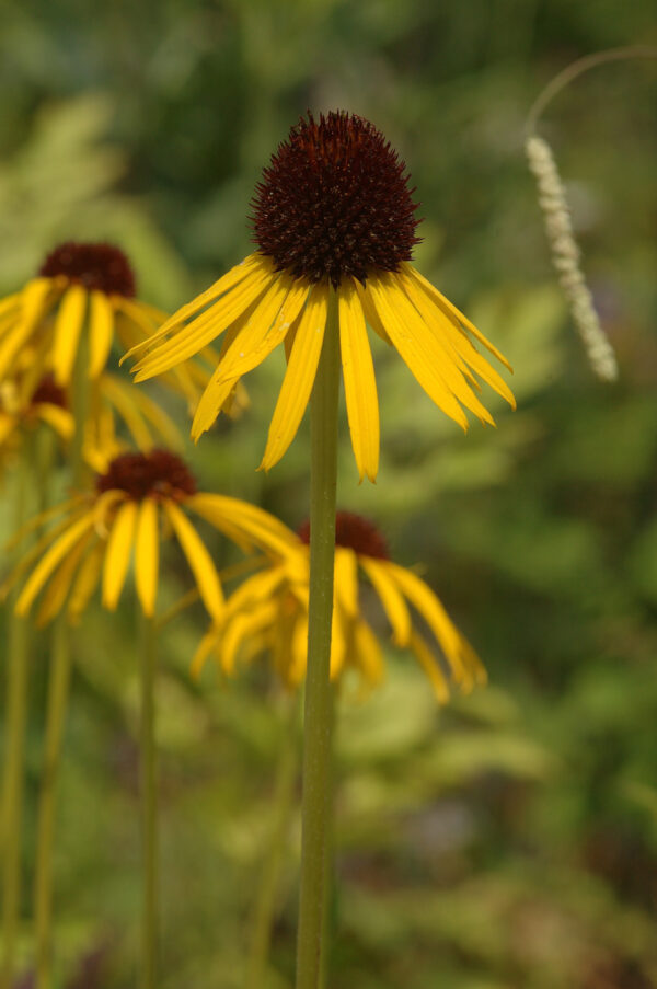 Echinacea paradoxa var paradoxa - Gelber Sonnenhut