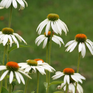 Echinacea purpurea 'Alba' - Sonnenhut/Echinacea 'Alba'