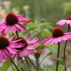Echinacea purpurea 'Magnus Superior' - Sonnenhut/Echinacea 'Magnus Superior'