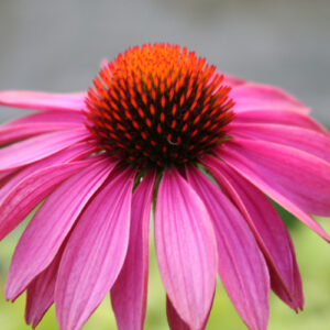 Echinacea purpurea 'Magnus Superior' - Sonnenhut/Echinacea 'Magnus Superior'
