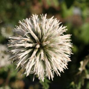 Echinops bannaticus 'Star Frost' - Banater-Kugeldistel 'Star Frost'