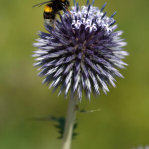 Echinops ritro - Kugeldistel