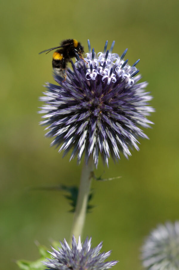Echinops ritro - Kugeldistel