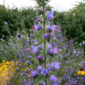 Echium vulgare - Gewöhnlicher Natternkopf