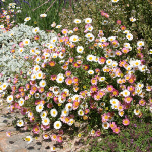 Erigeron karvinskianus 'Blütenmeer' - Spanisches Gänseblümchen