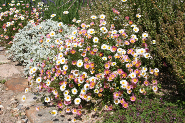 Erigeron karvinskianus 'Blütenmeer' - Spanisches Gänseblümchen