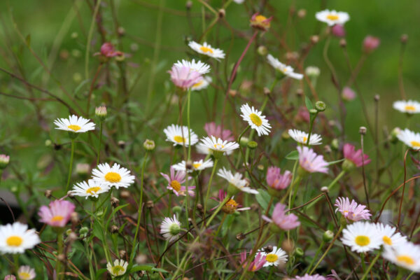 Erigeron karvinskianus 'Blütenmeer' - Spanisches Gänseblümchen – Bild 2