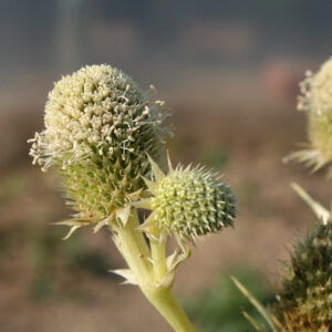 Eryngium agavifolium - Agavenblättrige Mannstreu