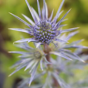 Eryngium bourgattii