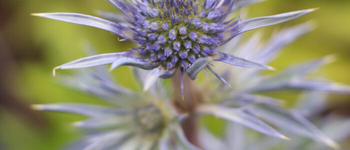 0259-Eryngium-bourgattii Eryngium bourgattii