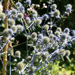 Eryngium planum - Flachblättriger Mannstreu