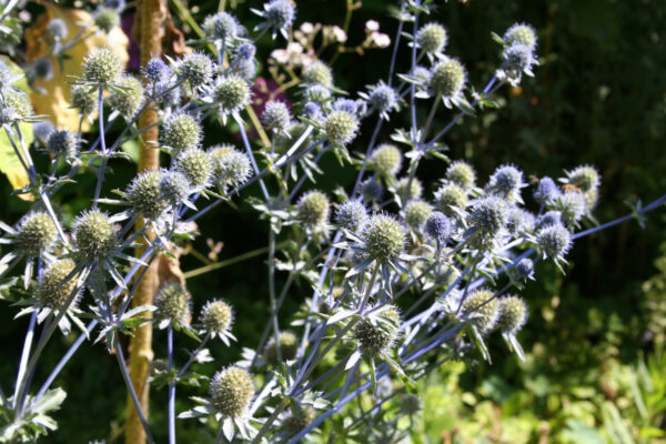 Eryngium planum - Flachblättriger Mannstreu