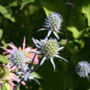 Eryngium planum - Flachblättriger Mannstreu