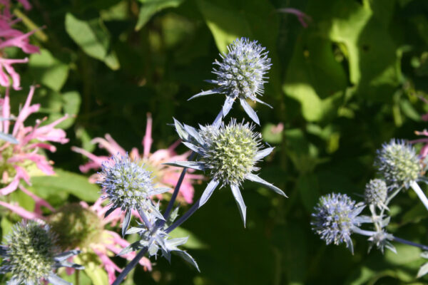 Eryngium planum - Flachblättriger Mannstreu