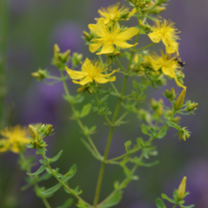 Hypericum perforatum- Tüpfeljohanniskraut