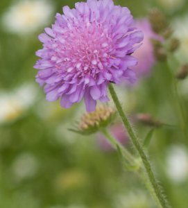 Knautia arvensis - Acker Witwenblume