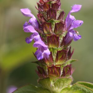Prunella vulgaris-kleine Braunelle