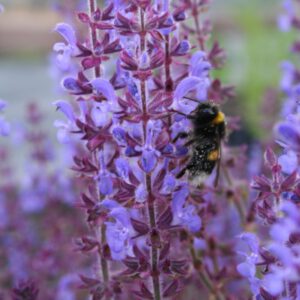 Salvia amplexicaulis