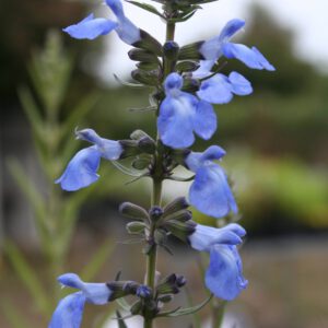 Salvia azurea - Prärie-Salbei