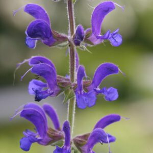 Salvia pratensis