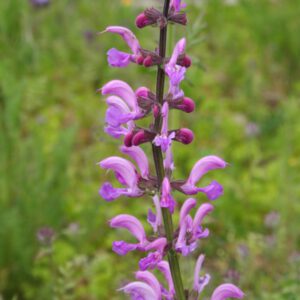 Salvia pratensis 'Rose Rhapsody'