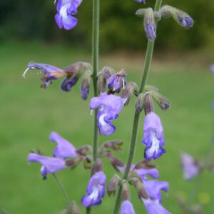 Salvia ringens