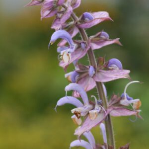 Salvia sclarea