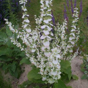Salvia sclarea var. turkestanica 'Vatican White'