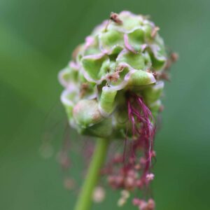 Sanguisorba minor - Pimpinelle