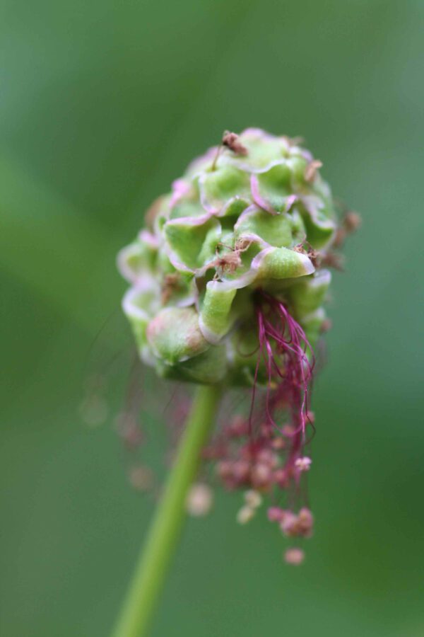 Sanguisorba minor - Pimpinelle